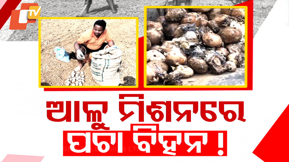 Potato Mission Faces Hurdles: ଆଳୁ ମିଶନରେ ପଚା ବିହନ; ସଫଳ ହେବ ତ ରାଜ୍ୟ ସରକାରଙ୍କ ମିଶନ ?