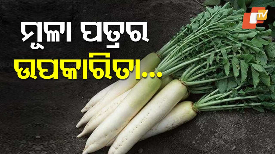 Radish Leaves Benefits: ଶୀତଦିନେ ଖାଆନ୍ତୁ ମୂଳା ପତ୍ର, ମିଳିବ ଅନେକ ରୋଗରୁ ମୁକ୍ତି
