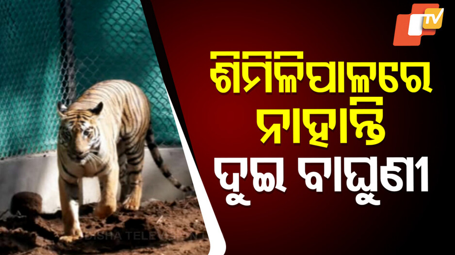 Tigress Zeenat: ଦିନକୁ ଦିନ ଦୁର୍ବଳ ହେଉଛି  ଜିନତ୍, ୪ ଦିନ ହେଲା କିଛି ଖାଉନାହିଁ