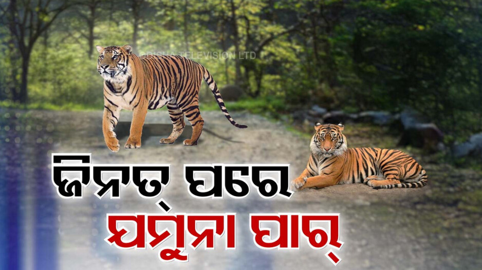 Video: ଭୋକିଲା ବୁଲୁଛି ବାଘୁଣୀ ଜିନତ୍