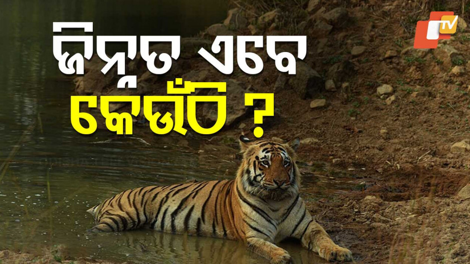 Tigress Zeenat: ଜିନ୍ନତକୁ ନେଇ ସସପେନ୍ସ, କୁଆଡେ ଗଲା ମରାଠା ବାଘୁଣୀ ମିଳୁନି ପତ୍ତା