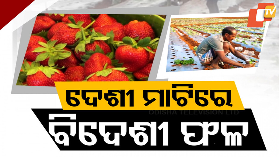 Special Story: ଷ୍ଟ୍ରବେରୀ ଚାଷ ପାଇଁ ମନବଳାଇଲେ କୋରାପୁଟିଆ ଚାଷୀ; ଜମିରେ ଫଳାଇବେ ବିଦେଶୀ ଫଳ