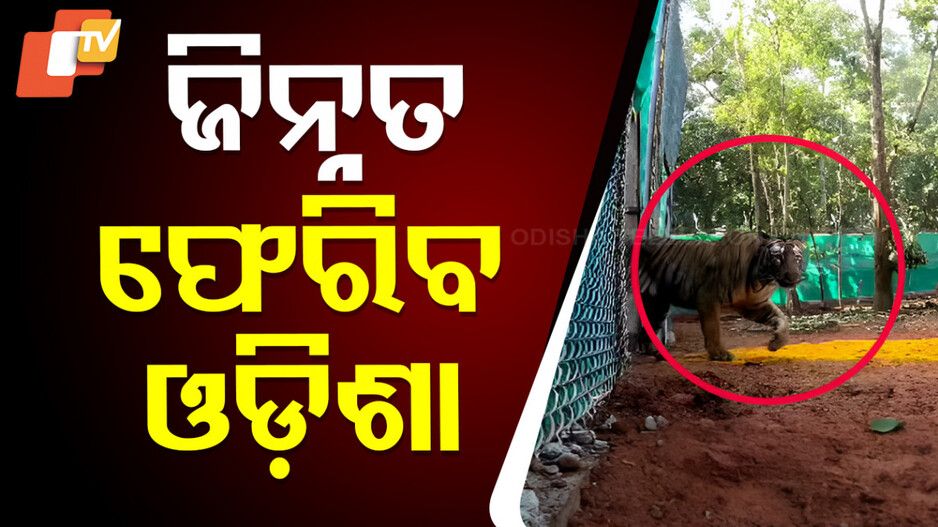 Tigress Zeenat: ପଶ୍ଚିମବଙ୍ଗରୁ ଫେରିବ ବାଘୁଣୀ ଜିନ୍ନତ, ଟ୍ରାଙ୍କୁଲାଇଜ୍ କରି ଫେରାଇବାକୁ ଯୋଜନା