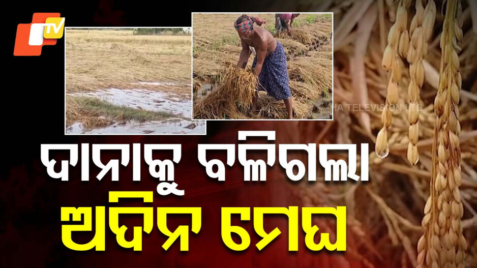 Untimely Rain: ବାତ୍ୟା ‘ଦାନା’କୁ ବଳିଗଲା ଅଦିନ ମେଘ; ଅମଳ ବେଳରେ ସବୁଠି ଭାଙ୍ଗିଲା ଚାଷୀଙ୍କ ମେରୁଦଣ୍ଡ
