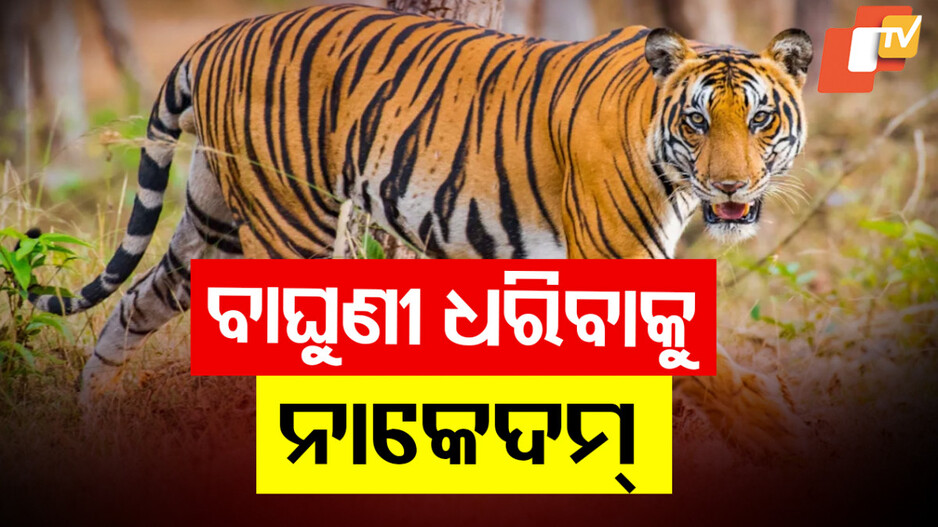 Tigress Zeenat: ବନ ବିଭାଗକୁ ପାଣି ପିଆଇଲା ବାଘୁଣୀ, ଓଡ଼ିଶା ଫେରାଇ ଆଣିବାକୁ କସରତ