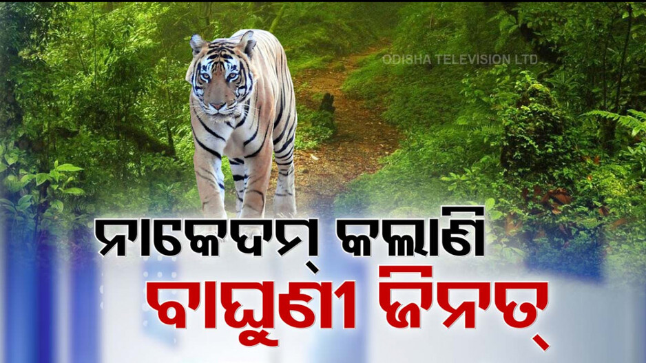 Video: ଓଡ଼ିଶାରୁ ଯାଇ ପଶ୍ଚିମବଙ୍ଗ ଜଙ୍ଗଲରେ ବୁଲୁଛି ମରାଠା ବାଘୁଣୀ