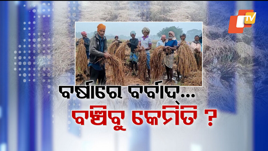 ଦୋହରା ବର୍ଷା ମାଡ଼ରେ ଦୋହଲିଗଲାଣି ଚାଷବାସର ସ୍ଥିତି