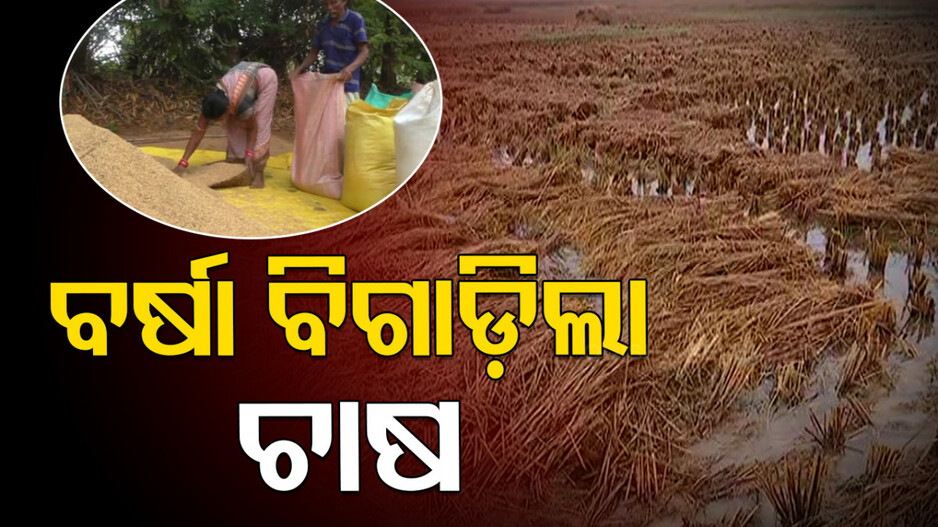 Farmers in Plight: ଖୋଲା ଆକାଶ ତଳେ ପଡିରହିଛି ସୁନାର ଫସଲ...ଚାଷୀକୁ ବର୍ଷା ଚିନ୍ତା...