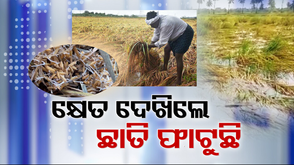 Crop Loss: ଛାଡ଼ିଗଲା ବର୍ଷା, ଏବେ ବି ପାଣିରେ ବତୁରୁଛି ବର୍ଷକର ଦାନା