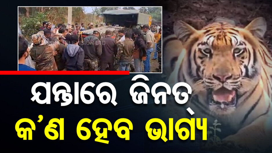 Tigress Zeenat Tranquilized: ୨୦ ଦିନ ନାକେଦମ ପରେ କାବୁ ହେଲା ଜିନତ୍, ଫେରାଇ ଆଣିବାକୁ ଚାଲିଛି ପ୍ରକ୍ରିୟା