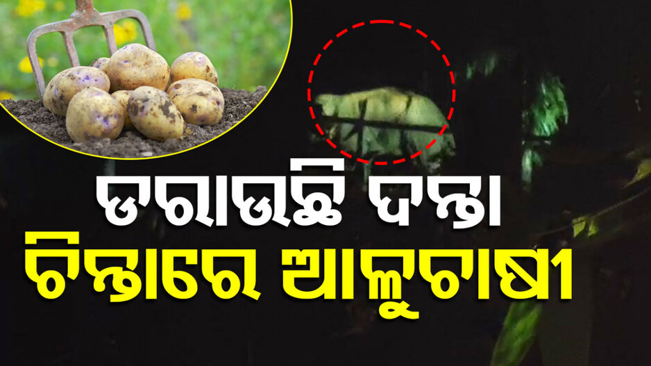 Elephant Menace: ସଂଜ ଗଡ଼ିଲେ ଗଡୁଛନ୍ତି ହାତୀ...ଆଳୁଚାଷରୁ ମୁହଁ ଫେରାଉଛନ୍ତି ନୀଳଗିରି ଚାଷୀ