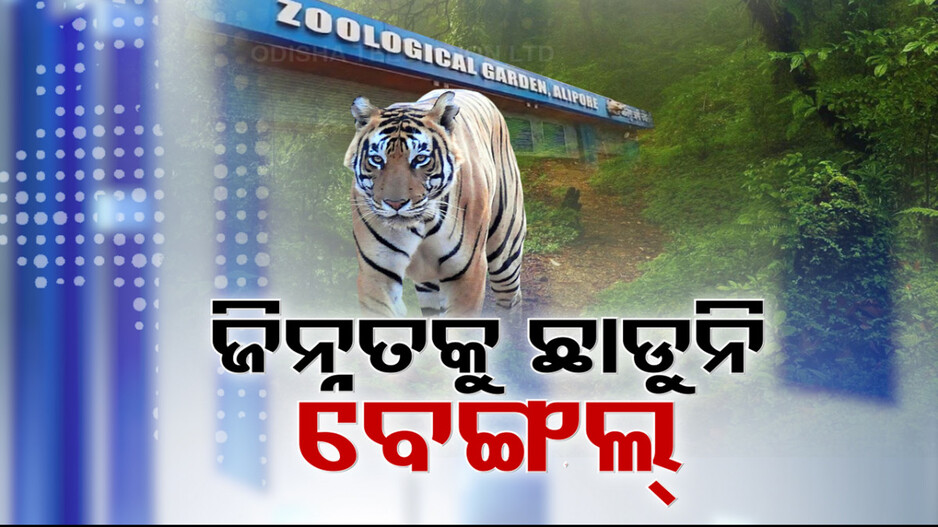 Tigress Zeenat: ବାଘୁଣୀ ‘ଜୀନତ୍’କୁ ନେଇ ରାଜନୀତି କରୁଛି ପଶ୍ଚିମବଙ୍ଗ; ଟ୍ରାଙ୍କୁଲାଇଜ୍ ହେବା ୩ ଦିନ ପରେ ବି ଛାଡ଼ୁନି....