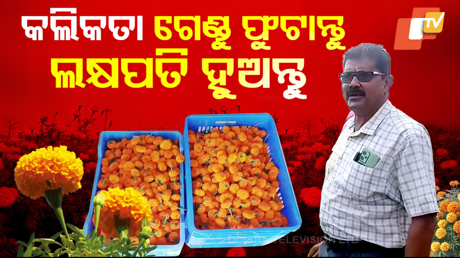 Special Story: କମ ଖର୍ଚ୍ଚରେ ଅଧିକ ଅମଳ, ମାଲାମାଲ ହେଉଛନ୍ତି ବ୍ୟବସାୟୀ !