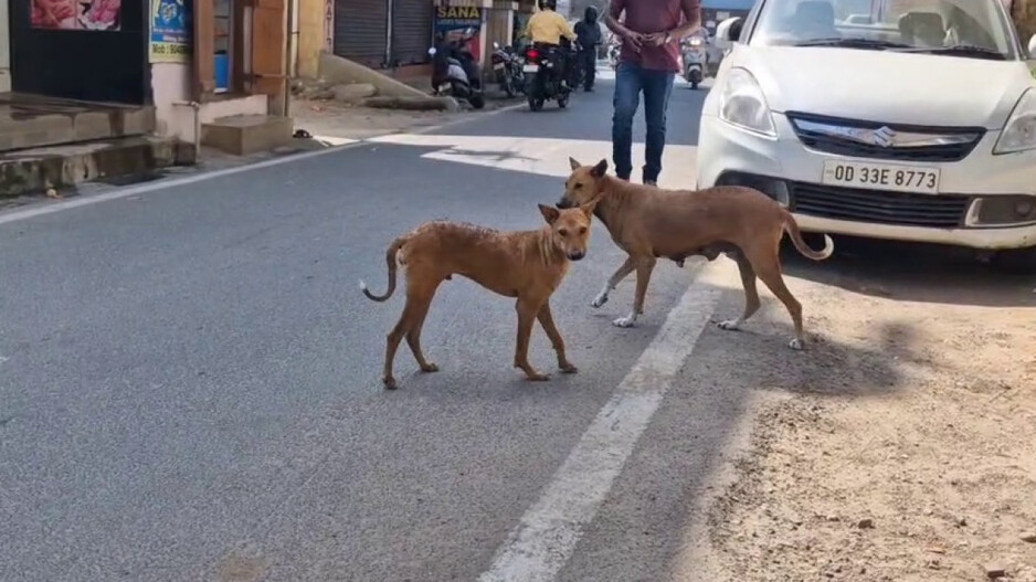 Street Dog Menace: ବାଲେଶ୍ଵର ସହରରେ ବଢୁଛି କୁକୁର ଆତଙ୍କ, ବଢୁଛି ଦୁର୍ଘଟଣା