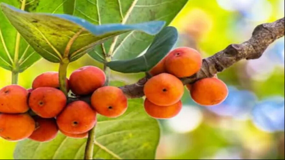 Health Tips: କିଡନୀ ଷ୍ଟୋନ୍ ଥିଲେ ପିଅନ୍ତୁ ଏହି ଗଛ ଫଳର ପାଣି, ହୋଇଯିବ ଭଲ