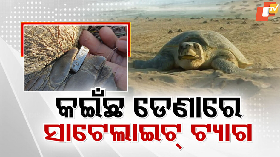 Olive Ridley: ଗହୀରମଥାର ମୋହ ଛାଡ଼ିପାରି ନାହାନ୍ତି ମା' କଇଁଛ, ୧୦ ଅଲିଭରିଡଲେଙ୍କ ଡେଣାରେ ୨୦୨୧ର ଟ୍ୟାଗ୍