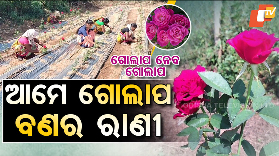 ଆମେ ଗୋଲାପ ବଣର ରାଣୀ