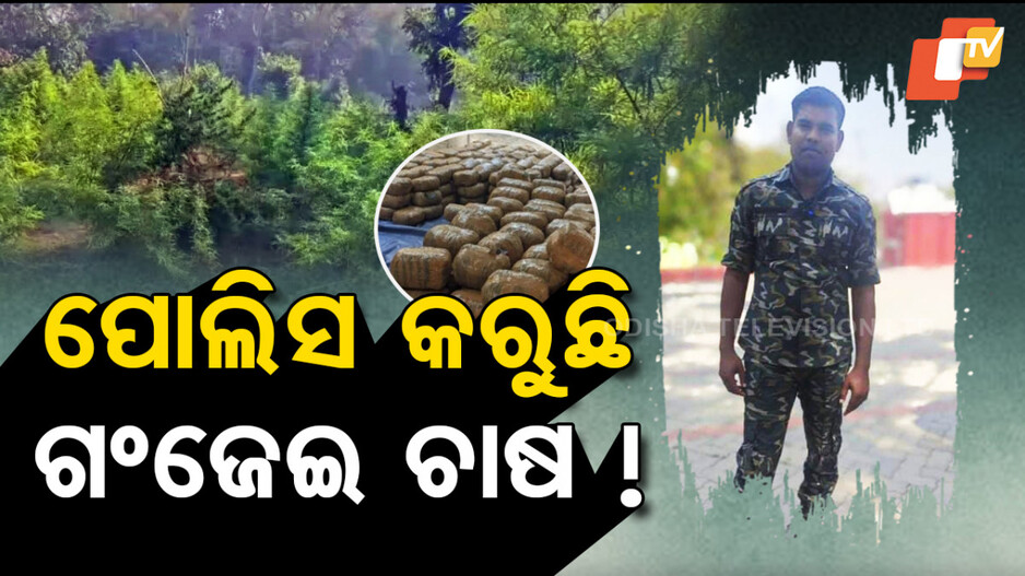 Police Involved in Ganja Farming: ପୋଲିସ କରୁଛି ଗଞ୍ଜେଇ ଡିଲ୍‌; ମାଗୁଛି ୧୦ ଲକ୍ଷ ଟଙ୍କା...
