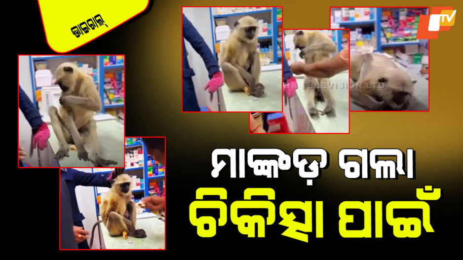Viral Video: ମାଙ୍କଡର ହୋଇଗଲା ଖଣ୍ଡିଆ; ନିଜେ ନିଜେ ଆସିଲା ମେଡିସିନ୍ ଷ୍ଟୋର୍, ହେଲା ଚିକିତ୍ସା