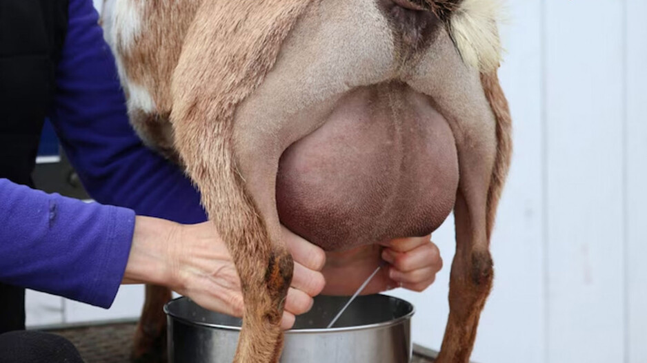 Goat Milk: ଛେଳି ପାଳି ଲକ୍ଷପତି ହେବାକୁ ଚାହାନ୍ତି କି… କିଣନ୍ତୁ ଏହି ଛେଳି