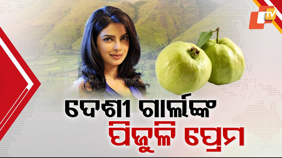 Priyanka Chopra: ପିଜୁଳି ପ୍ରେମରେ ପ୍ରିୟଙ୍କା ଚୋପ୍ରା, ସୋସିଆଲ ମିଡିଆରେ ବାଣ୍ଟିଲେ ପିଜୁଳି କିଣାର ଅନୁଭୂତି