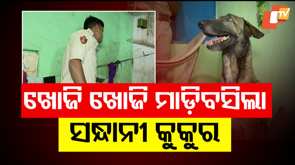 Illegal Ganja Racket Busted: ରାଜଧାନୀରେ ପୋଲିସର ବଡ ରେଡ; ଚା' ଦୋକାନରେ ବିପୁଳ ଗଞ୍ଜେଇ-ଗାରେଟ୍ ଜବତ...