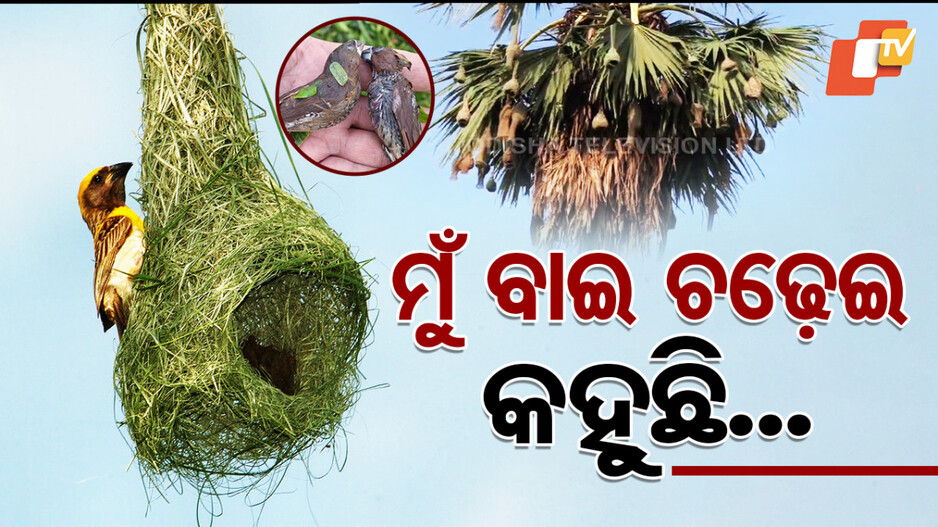 Vanishing Melody: ବାୟୁମଣ୍ଡଳରେ ପରିବର୍ତ୍ତନ: ମଡ଼କ ପଡିଲେଣି ବାଇ ଚଢ଼େଇ 
