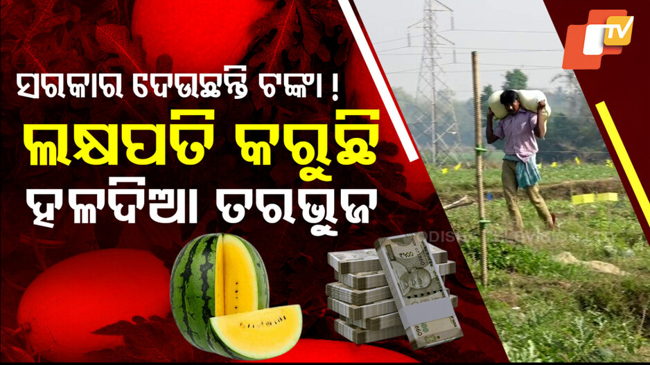 Unique Yellow Watermelons: ସରକାର ଦେଉଛନ୍ତି ପ୍ରୋତ୍ସାହନ, ହଳଦିଆ ତରଭୁଜ ଚାଷକରି ଲକ୍ଷପତି ଚାଷୀ