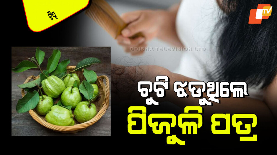 Hair Care Tips: ପିଜୁଳି ପତ୍ରରେ ବନ୍ଦ ହୋଇଯିବ ଚୁଟି ଝଡ଼ିବା; ଜାଣନ୍ତୁ କିପରି