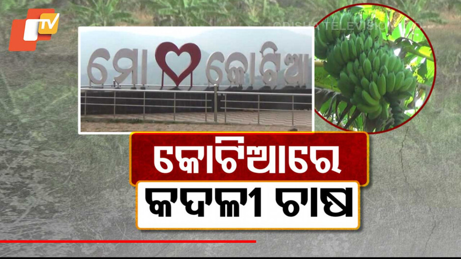 Kotia’s Bananas: କୋଟିଆ କଦଳୀର ବଢୁଛି ଚାହିଦା; ପଡ଼ୋଶୀ ଦଲାଲ ମାଲେମାଲ, ଚାଷୀ ହନ୍ତସନ୍ତ...