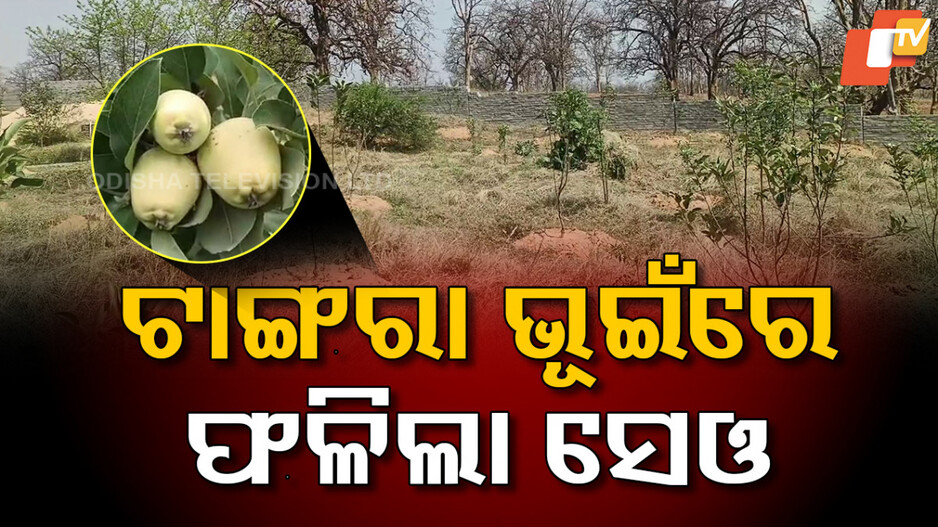 Innovative Farming:ସେଓ ଚାଷ କରି ଚର୍ଚ୍ଚାରେ ଇଞ୍ଜିନିଅର, ଉଚ୍ଚ ତାପମାତ୍ରାରେ ବି ଫଳାଇଦେଲେ ଫଳ