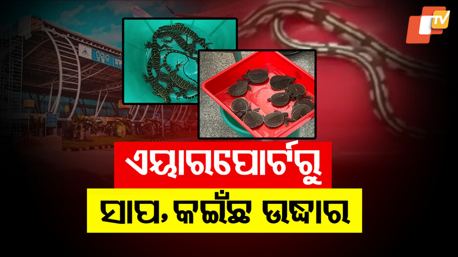 Wildlife Species Rescued: ଜୀବଜନ୍ତୁ ତସ୍କରୀ ଗ୍ୟାଙ୍ଗକୁ ଧରିଲା କଷ୍ଟମ ବିଭାଗ; ଉଦ୍ଧାର ହେଲା ଝିଟିପିଟି-ଗୋଧି-ବୋଡ଼ା ସାପ 