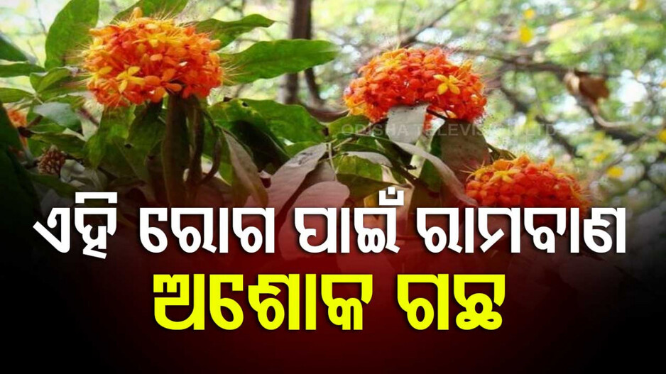 Medicinal Benefits of Ashoka Tree: ଆପଣଙ୍କ ବାଡ଼ିରେ ଅଶୋକ ଗଛ ଅଛି କି...ଜାଣନ୍ତୁ ଏଥିରେ କ’ଣ ରହିଛି ଔଷଧୀୟ ଗୁଣ