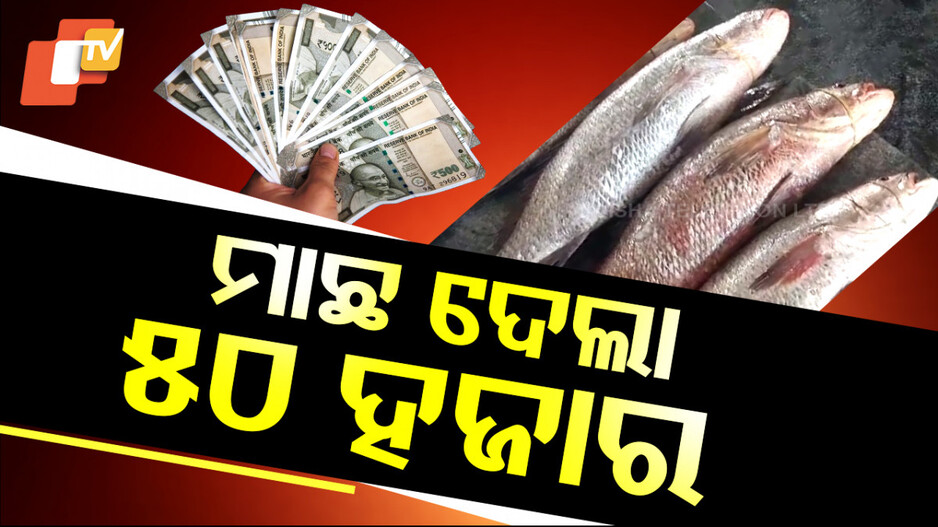 Telia Borei Fish Price: ଗୋଟିଏ ମାଛ ବିକି ୫୦ ହଜାର  ପାଇଲେ ମତ୍ସ୍ୟଜୀବୀ