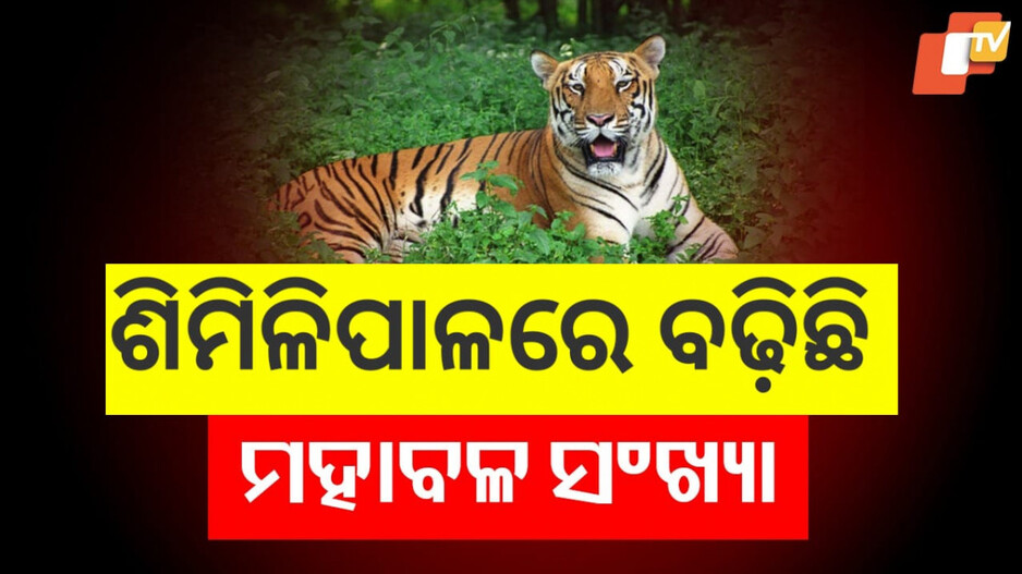 Similipal National Park Expansion: ଶିମିଳିପାଳରେ ବଢୁଛି ମହାବଳ ସଂଖ୍ୟା, ଆଗାମୀ ୧୦ ବର୍ଷରେ ୧୦୦ ଟାର୍ଗେଟ