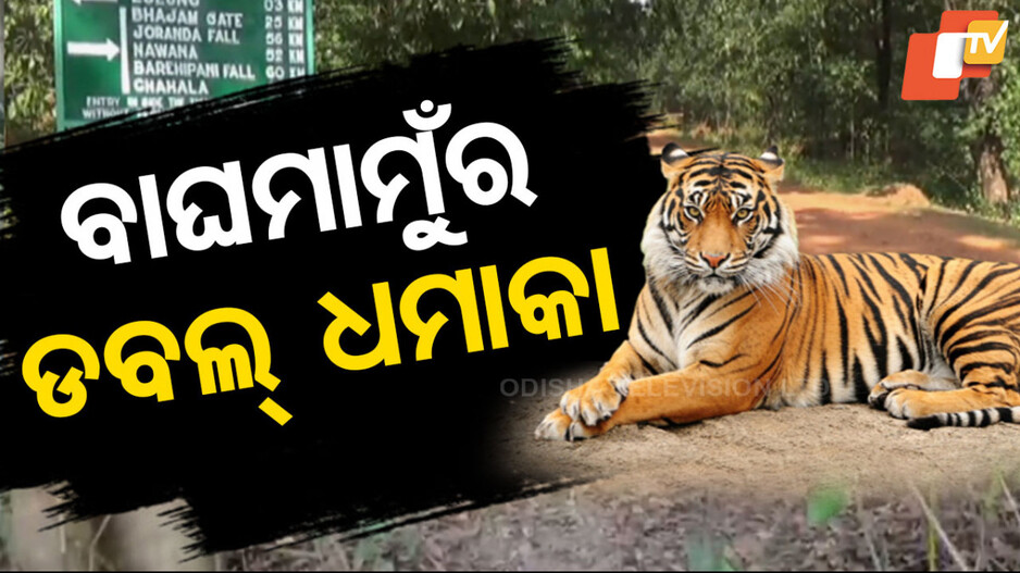 Similipal National Park Expansion: ଶିମିଳିପାଳରେ ବର୍ଷକ ଭିତରେ ୩୫ରୁ ୪୦କୁ ଡେଇଁଲା ମହାବଳ ବାଘ ସଂଖ୍ୟା