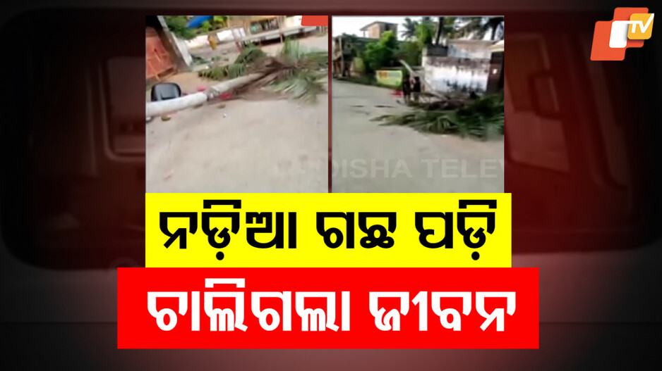 Coconut Tree Accident: ଏମିତି ବି ଆସେ ମୃତ୍ୟୁ ! ରାମଲୀଳା ଦେଖୁଥିଲେ, ନଡ଼ିଆ ଗଛ ପଡି ଚାଲିଗଲା ଜୀବନ