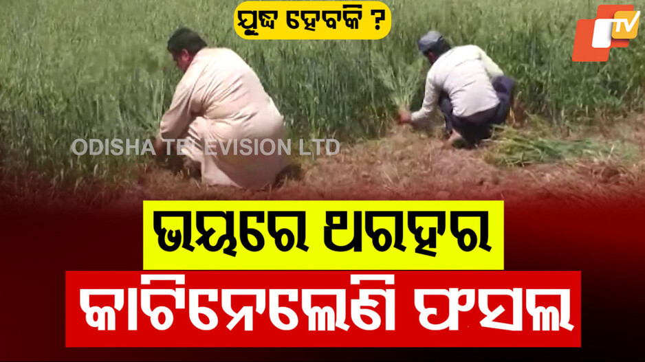 Fear of War: ଭୟରେ ଥରହର ସୀମାନ୍ତ ଅଞ୍ଚଳର ଚାଷୀ, ଆଗୁଆ କାଟି ନେଉଛନ୍ତି ଫସଲ