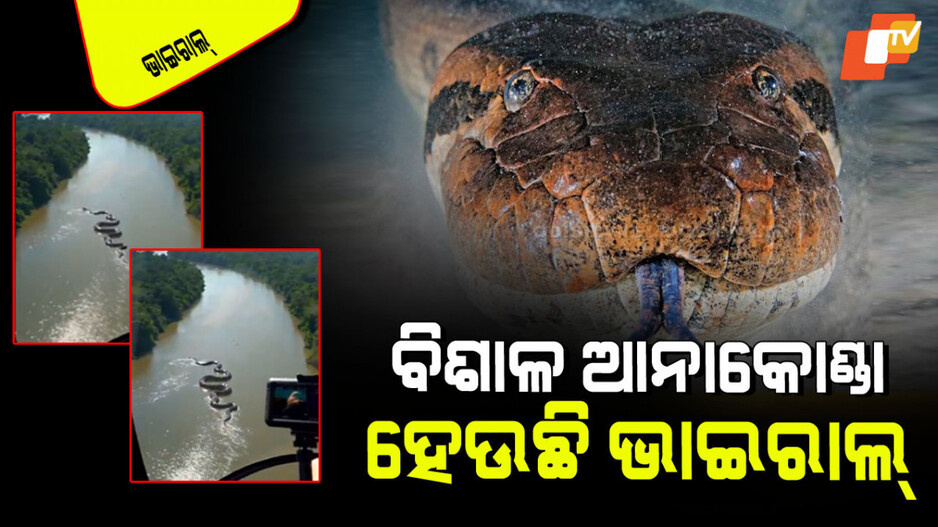 Viral Video: ପାଣିରେ ପହଁରୁଛି ବିଶାଳ ଆନାକୋଣ୍ଡା; ଭିଡିଓ ଦେଖି ଶ୍ୱାସ ଅଟକିଯିବ!