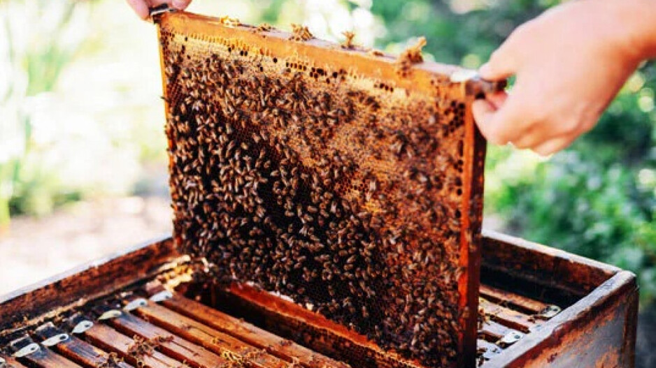 Organic Honey Transformation: ସ୍ୱାବଲମ୍ବୀ କରିଛି ମହୁ ଚାଷ; ଉତ୍ପାଦନ ହେଉଛି ୩୦ରୁ ୫୦ କିଲୋ