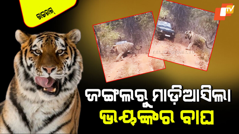 Viral Video: ଜିପ୍ ଆଗକୁ ପଶିଆସିଲା ବିରାଟକାୟ ବାଘ; ହେବ ପାଖାପାଖି ୧୨ ଫୁଟ୍