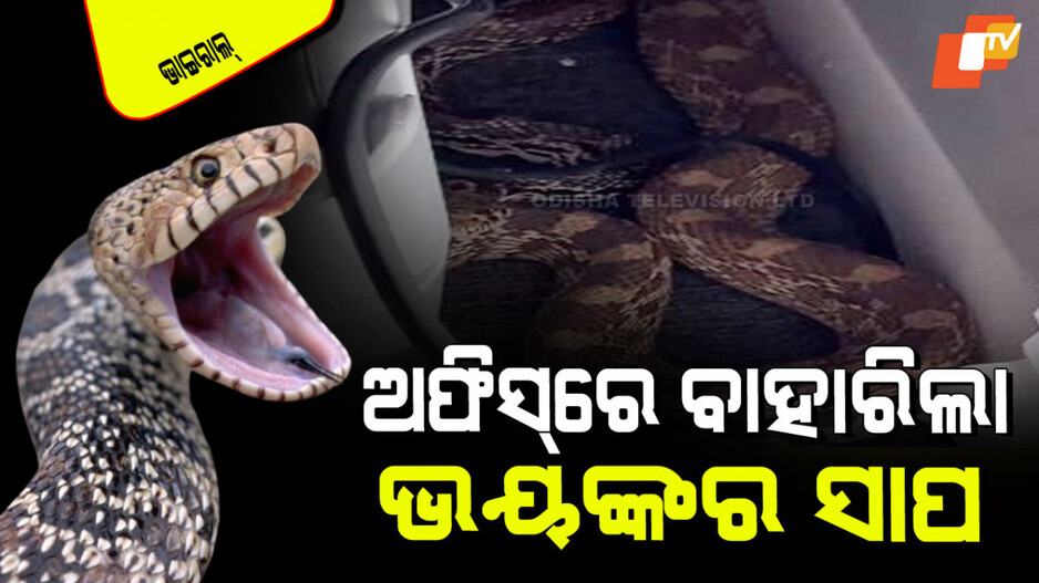 Viral Video: ଅଫିସ୍‌ରେ କାମ କରୁଥିଲେ ବ୍ୟକ୍ତି; ଡେସ୍କ ତଳେ ଥିଲା ଭୟଙ୍କର ସାପ, ଦେଖିଲେ ଦେହ ଶୀତେଇ ଉଠିବ