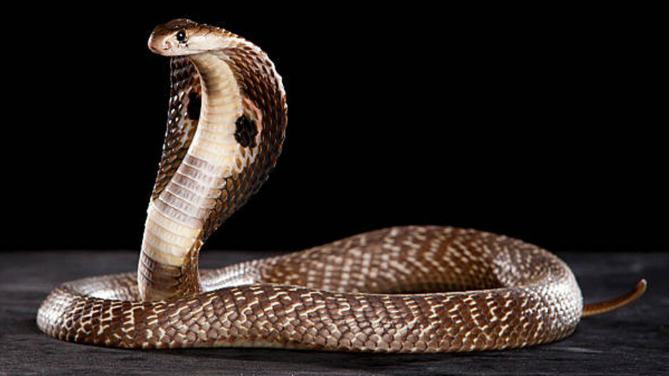 Snake Tips: ସାପ ଦେଖିଲେ ଡର ଲାଗୁଛି କି… ଜାଣନ୍ତୁ କିପରି ଜାଣିବେ ସାପ ବିଷାକ୍ତ କି ନୁହେଁ
