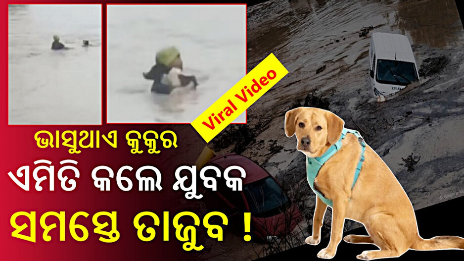 Man Risks Life To Save Dog: ବନ୍ୟାପାଣିରେ ଭାସୁଥାଏ କୁକୁର, ଜୀବନକୁ ଖାତିର୍ ନକରି ଡେଇଁପଡିଲେ ଯୁବକ...