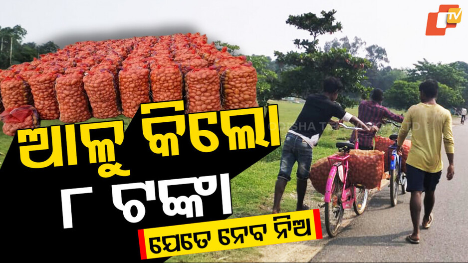 ୮ ଟଙ୍କାରେ ମିଳୁଛି କେଜିଏ ଆଳୁ