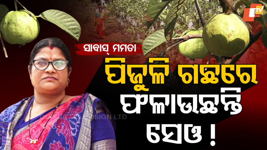 ସାବାସ୍‌ ମମତା; ପିଜୁଳି ଗଛରେ ଫଳାଉଛନ୍ତି ସେଓ !