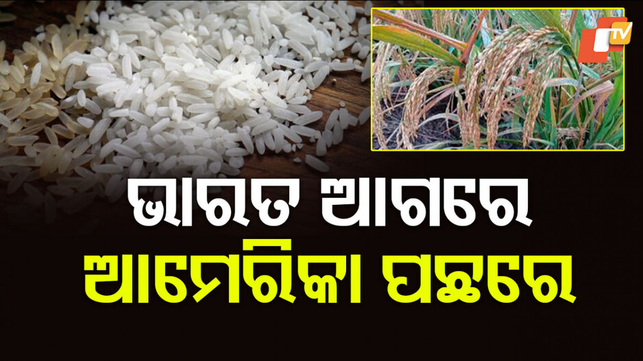 Largest Rice Exporter: ଅନେକ ଦେଶଙ୍କୁ ପଛରେ ପକାଇଛି ଭାରତ, ଷଷ୍ଠ ସ୍ଥାନରେ ଅଛି ଆମେରିକା