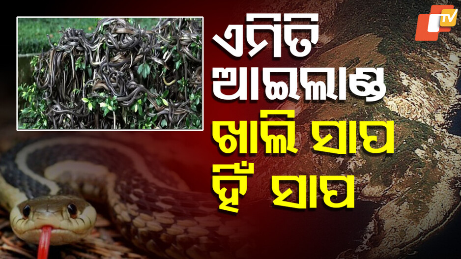Snake Island: ଏଠି ପକ୍ଷୀ ବି ଉଡ଼ିବାକୁ ଡରନ୍ତି, ମଣିଷଙ୍କ ଯିବା ଉପରେ କଟକଣା