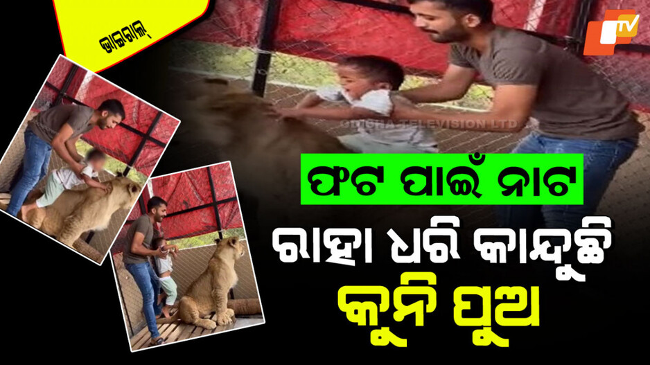 Viral Vdeo: ଭୋ… ଭୋ… କାନ୍ଦୁଛି କୁନି ପୁଅ… ବାପା ଜୋର ଜବରଦସ୍ତ ସିଂହ ଉପରେ ବସାଉଛି; ସିଂହ ରାଗିଯାଉଛି, ଆଉ ତା’ ପରେ…