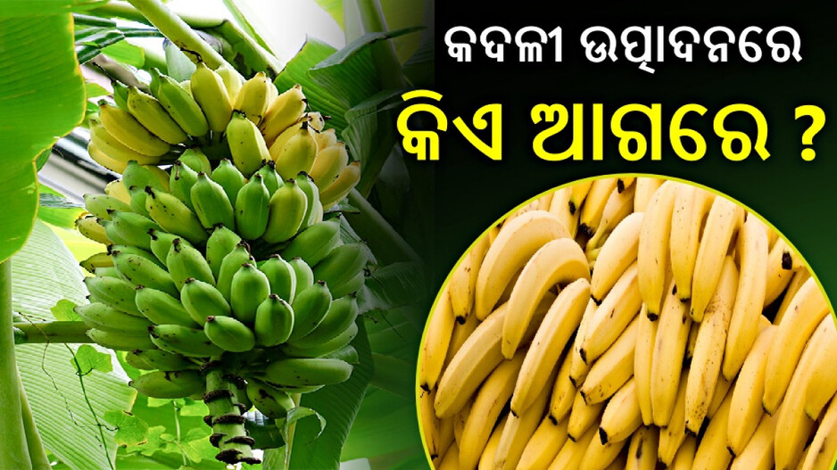 Top Banana Exporting: ଭାରତ ନୁହେଁ, ଏହି ଦେଶରେ ସବୁଠୁ ଅଧିକ ରପ୍ତାନୀ ହୁଏ କଦଳୀ